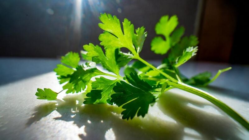 como cocinar con cilantro