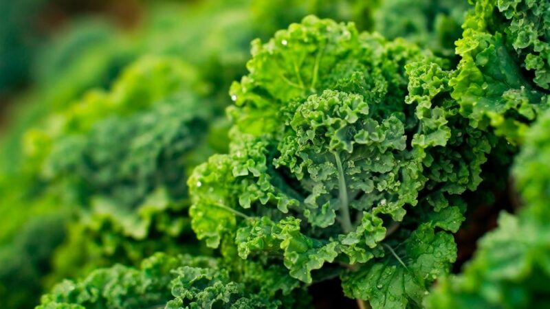 cocinar verdura kale