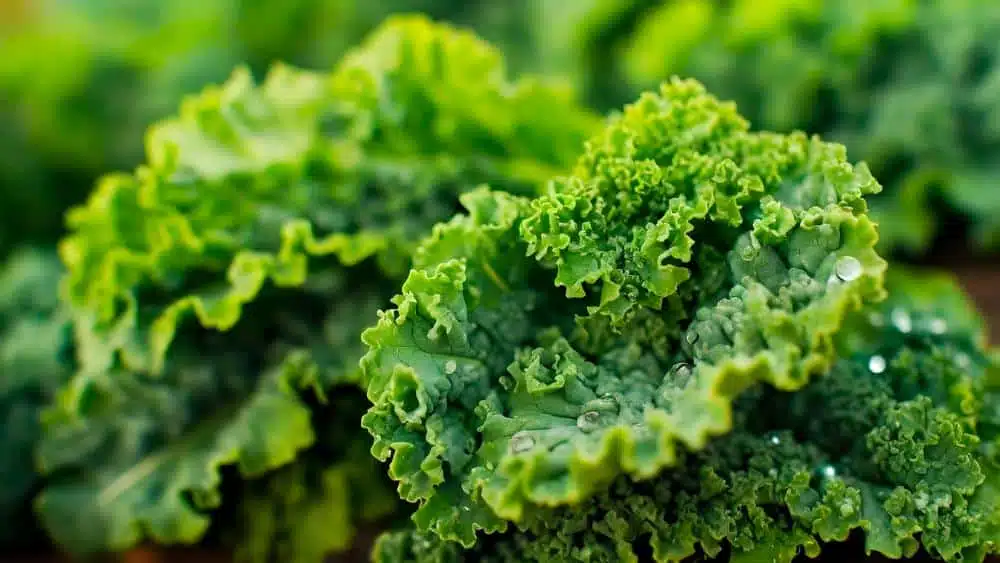 kale recetas faciles